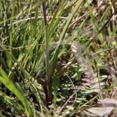 Thelymitra sp. at Mongarlowe, NSW - suppressed