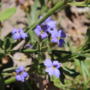 Dampiera sp. at Mongarlowe, NSW - 15 Nov 2020 12:39 PM