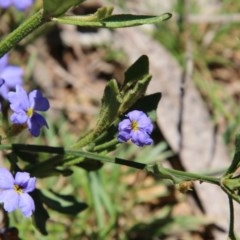 Dampiera sp. at Mongarlowe, NSW - 15 Nov 2020 12:39 PM