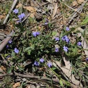 Dampiera sp. at Mongarlowe, NSW - 15 Nov 2020 12:39 PM