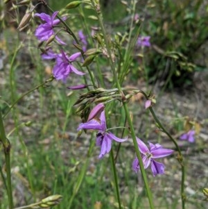 Arthropodium fimbriatum at Hughes, ACT - 13 Nov 2020