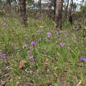 Arthropodium fimbriatum at Hughes, ACT - 13 Nov 2020