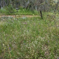 Arthropodium fimbriatum at Hughes, ACT - 13 Nov 2020