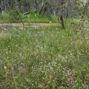 Arthropodium fimbriatum at Hughes, ACT - 13 Nov 2020