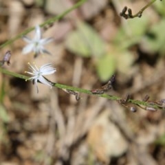 Caesia parviflora at Mongarlowe, NSW - 15 Nov 2020 01:21 PM