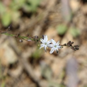 Caesia parviflora at Mongarlowe, NSW - 15 Nov 2020 01:21 PM