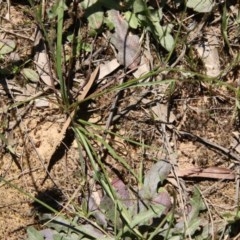 Caesia parviflora at Mongarlowe, NSW - 15 Nov 2020 01:21 PM