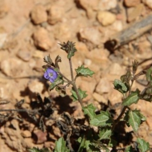 Veronica sp. at Mongarlowe, NSW - 15 Nov 2020 01:18 PM