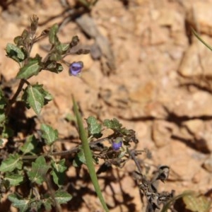 Veronica sp. at Mongarlowe, NSW - 15 Nov 2020 01:18 PM