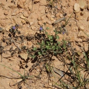 Veronica sp. at Mongarlowe, NSW - 15 Nov 2020 01:18 PM