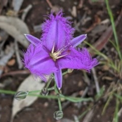 Thysanotus tuberosus subsp. tuberosus (Common Fringe-lily) at Federal Golf Course - 13 Nov 2020 by JackyF