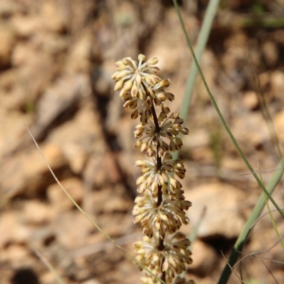 Lomandra multiflora (Many-flowered Matrush) at Mongarlowe, NSW - 15 Nov 2020 by LisaH