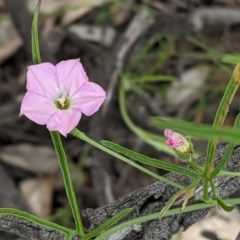 Convolvulus angustissimus subsp. angustissimus (Australian Bindweed) at Federal Golf Course - 13 Nov 2020 by JackyF