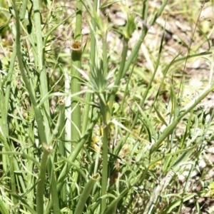 Eryngium ovinum at Hughes, ACT - 9 Nov 2020 12:46 PM