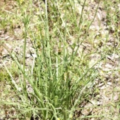 Eryngium ovinum at Hughes, ACT - 9 Nov 2020