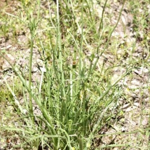 Eryngium ovinum at Hughes, ACT - 9 Nov 2020 12:46 PM