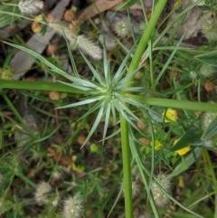 Eryngium ovinum (Blue Devil) at Hughes, ACT - 13 Nov 2020 by JackyF