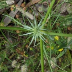 Eryngium ovinum (Blue Devil) at Hughes, ACT - 13 Nov 2020 by JackyF