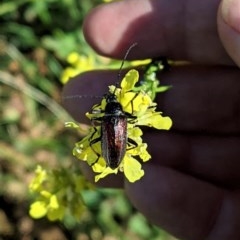 Homotrysis cisteloides (Darkling beetle) at Deakin, ACT - 13 Nov 2020 by JackyF