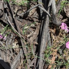 Convolvulus angustissimus subsp. angustissimus at Hughes, ACT - 14 Nov 2020