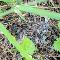 Tasmanicosa sp. (genus) (Unidentified Tasmanicosa wolf spider) at Deakin, ACT - 15 Nov 2020 by JackyF