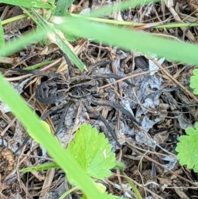 Tasmanicosa sp. (genus) (Tasmanicosa wolf spider) at Deakin, ACT - 15 Nov 2020 by JackyF