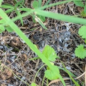 Tasmanicosa sp. (genus) at Deakin, ACT - 15 Nov 2020