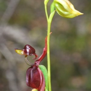 Caleana major at Wombeyan Caves, NSW - 14 Nov 2020