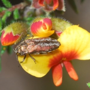 Ethonion leai at Wombeyan Caves, NSW - 14 Nov 2020 12:21 PM