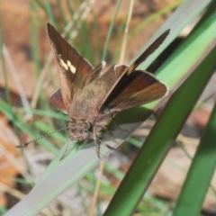 Mesodina halyzia (Eastern Iris-skipper) at Wombeyan Caves, NSW - 14 Nov 2020 by Harrisi