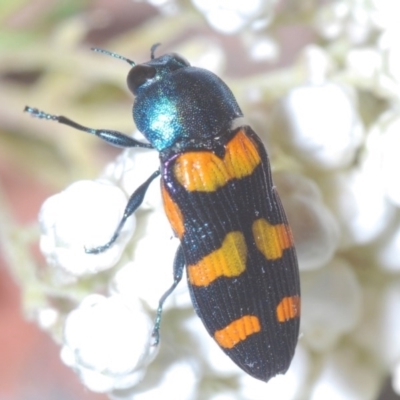 Castiarina livida (Jewel Beetle) at Tarlo, NSW - 14 Nov 2020 by Harrisi