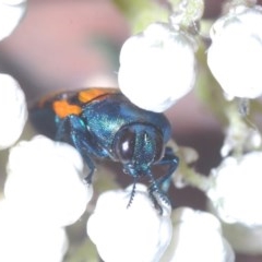 Castiarina livida at Tarlo, NSW - 14 Nov 2020