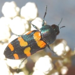 Castiarina livida at Tarlo, NSW - 14 Nov 2020 10:57 PM