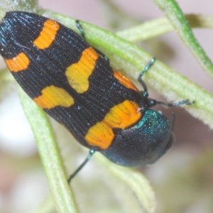 Castiarina livida at Tarlo, NSW - 14 Nov 2020 10:57 PM