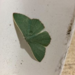 Prasinocyma semicrocea (Common Gum Emerald moth) at Majura, ACT - 15 Nov 2020 by FeralGhostbat