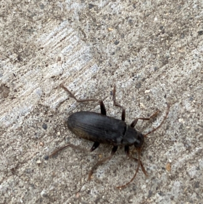Homotrysis sp. (genus) (Darkling beetle) at Pialligo, ACT - 15 Nov 2020 by Ozflyfisher