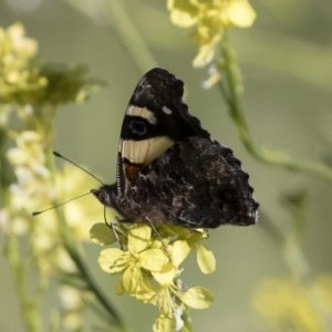 Vanessa itea at Michelago, NSW - 2 Nov 2020 03:39 PM