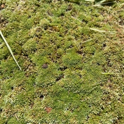 Bryaceae (family) (A moss) at Symonston, ACT - 2 Oct 2020 by Jenjen