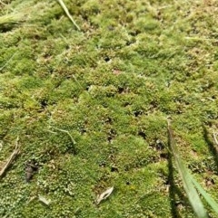 Bryaceae (family) at Symonston, ACT - 3 Oct 2020 12:51 AM