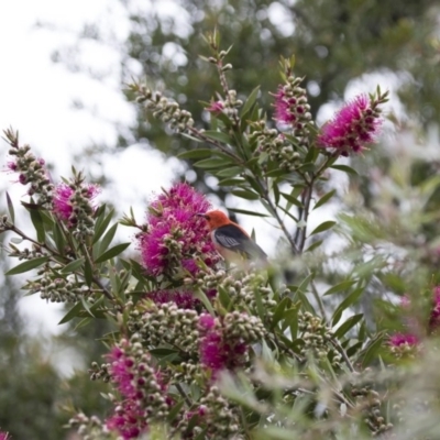 Myzomela sanguinolenta (Scarlet Honeyeater) at Illilanga & Baroona - 4 Nov 2020 by Illilanga