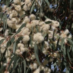 Eucalyptus camaldulensis subsp. camaldulensis (River Red Gum) at West Wodonga, VIC - 8 Nov 2020 by Kyliegw