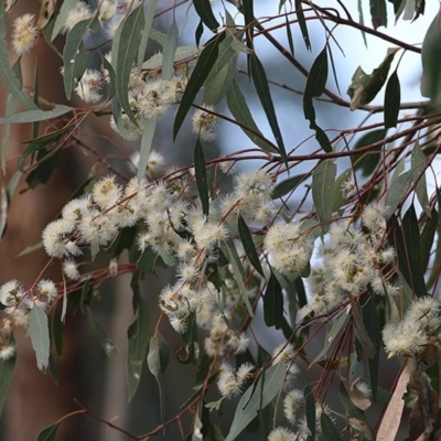 Eucalyptus camaldulensis subsp. camaldulensis (River Red Gum) at West Wodonga, VIC - 8 Nov 2020 by Kyliegw