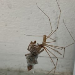 Pholcus phalangioides (Daddy-long-legs spider) at Majura, ACT - 15 Nov 2020 by FeralGhostbat