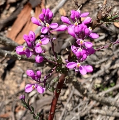 Comesperma ericinum (Heath Milkwort) at Bungendore, NSW - 14 Nov 2020 by yellowboxwoodland