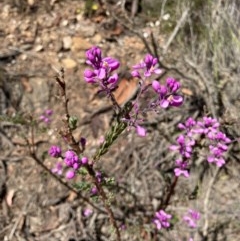 Comesperma ericinum at Bungendore, NSW - 14 Nov 2020