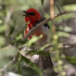 Myzomela sanguinolenta at Michelago, NSW - 13 Nov 2020