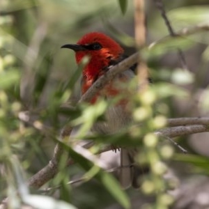 Myzomela sanguinolenta at Michelago, NSW - 13 Nov 2020