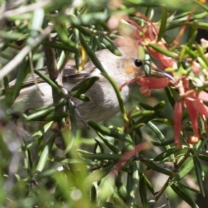 Myzomela sanguinolenta at Michelago, NSW - 13 Nov 2020