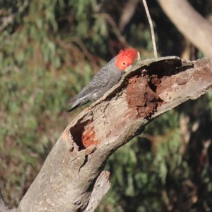 Callocephalon fimbriatum at O'Malley, ACT - suppressed