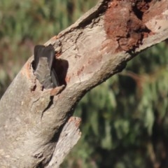 Callocephalon fimbriatum at O'Malley, ACT - suppressed